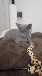 Britse korthaar kitten met stamboom mag zijn nestje verlaten, Dieren en Toebehoren, Katten en Kittens | Raskatten | Korthaar, Kater