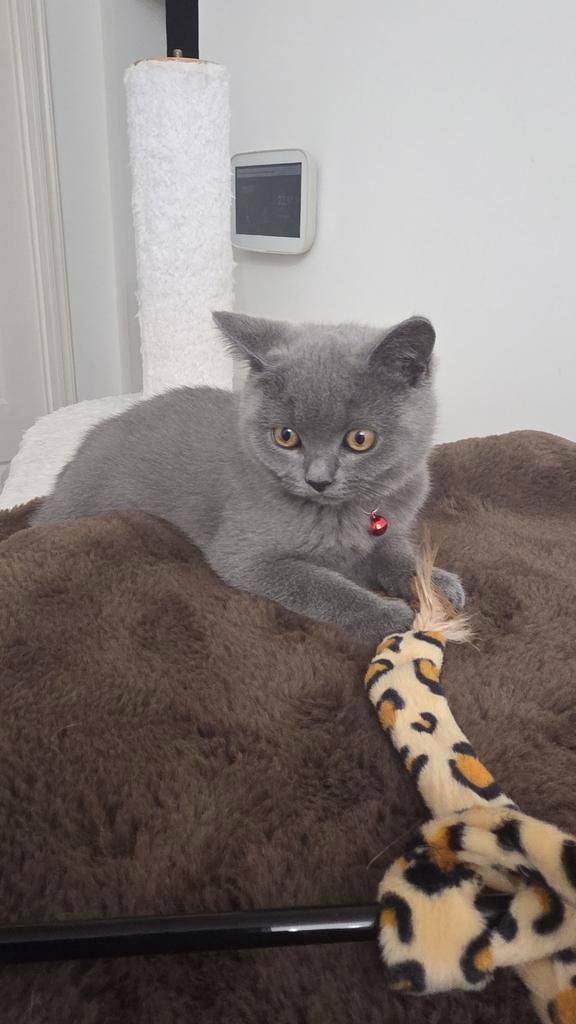 Britse korthaar kitten met stamboom mag zijn nestje verlaten, Dieren en Toebehoren, Katten en Kittens | Raskatten | Korthaar, Kater