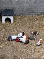 Cavia's, Januari, Mannelijk, Cavia