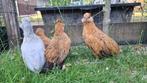 Bosvoordse, Grubbe baardkriel hennen, Dieren en Toebehoren, Pluimvee, Vrouwelijk, Kip
