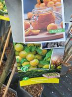 Fruitbomen te koop mega deal, Volle zon, 100 tot 250 cm, Zomer, Overige soorten