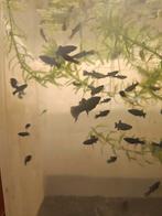 Jonge Black Molly's, Dieren en Toebehoren, Vis