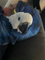 Grote kaketoe te koop - lieve vogel, Mannelijk, Papegaai, Geringd
