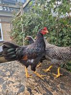 Barnevelder haan, hanen, Dieren en Toebehoren, Pluimvee, Mannelijk, Kip