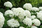 Bolhortensia- Hydrangea marcrophylla, Ophalen of Verzenden, Hortensia