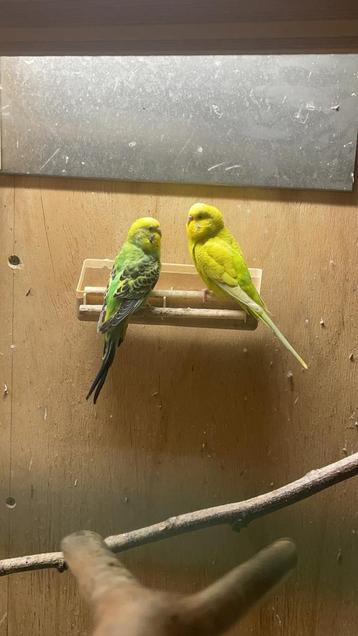 Vakantie opvang vogels beschikbaar voor biedingen