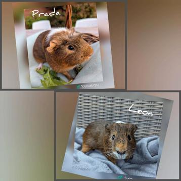 Super tof cavia beren koppel - Prada en Leon - adoptie  beschikbaar voor biedingen