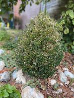 2x Buxus struikjes gratis, Tuin en Terras, Planten | Struiken en Hagen, Ophalen, Buxus, Minder dan 100 cm