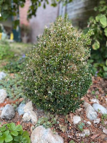 2x Buxus struikjes gratis beschikbaar voor biedingen