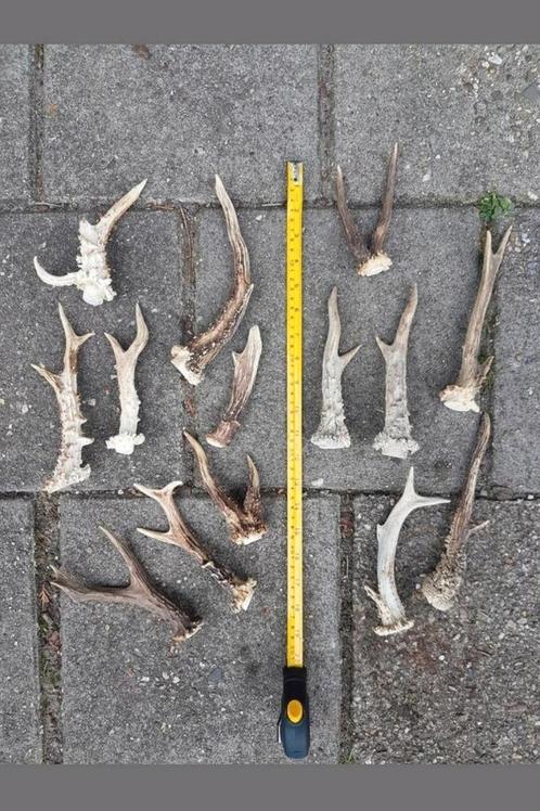 Ree bok gewei stangen 6-enders abnormaal knutsel decoratie., Hobby en Vrije tijd, Kostuums, Theaterbenodigdheden en LARP, Zo goed als nieuw