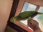 Amazone bodini papegaai, Dieren en Toebehoren, Vogels | Parkieten en Papegaaien, Mannelijk, Papegaai, Geringd