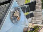 Grote vissenkom, Dieren en Toebehoren, Vissen | Aquaria en Toebehoren, Ophalen, Gebruikt, Leeg aquarium