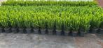Euonymus green spire, Tuin en Terras, Planten | Struiken en Hagen, Ophalen, Overige soorten, Struik, Minder dan 100 cm