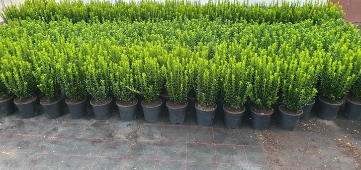 Euonymus green spire, Tuin en Terras, Planten | Struiken en Hagen, Struik, Overige soorten, Minder dan 100 cm, Ophalen