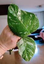 Monstera variegata kopstek, Ophalen, Halfschaduw, Minder dan 100 cm