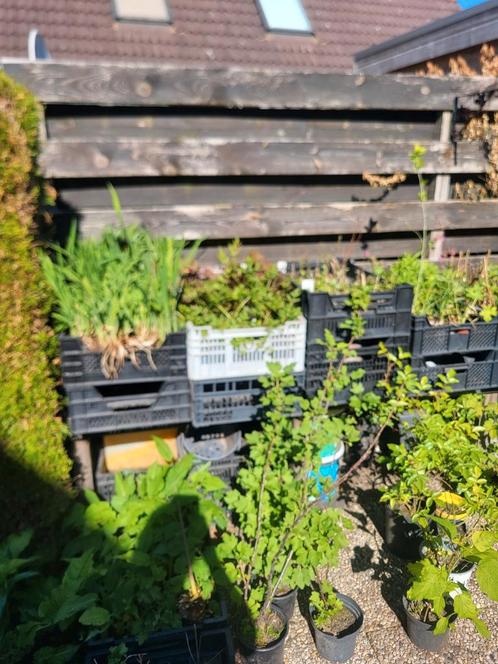 Diverse vaste planten, Tuin en Terras, Planten | Tuinplanten, Volle zon, Zomer, Ophalen
