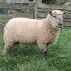 Ramlam Clun forest x Swifter, Dieren en Toebehoren, Mannelijk, Schaap