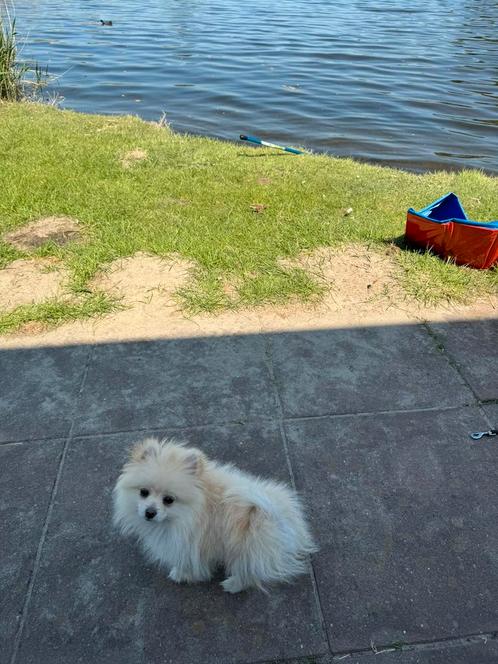 Mini pomeriaan pup teef, Dieren en Toebehoren, Honden | Poolhonden, Keeshonden en Oertypen, Teef, Overige rassen, Particulier