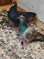Hoogvliegers koppel, Dieren en Toebehoren, Vogels | Duiven