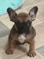 Mooie franse bulldog pup reutje, Dieren en Toebehoren, Reu, CDV (hondenziekte), 8 tot 15 weken, Bulldog