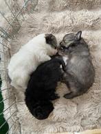 3 practige pomchi pups, Dieren en Toebehoren, Meerdere, Meerdere dieren, Klein, Nederland