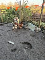 Brahma kippen, Dieren en Toebehoren, Pluimvee, Vrouwelijk, Kip