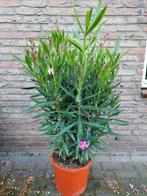 Nerium Oleander (roze) - Oleander H: 123 cm., Zomer, Vaste plant, Overige soorten, Ophalen