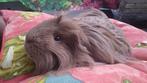 schattige cavia langharig, Dieren en Toebehoren, Knaagdieren, Cavia, Juni, Mannelijk, Tam