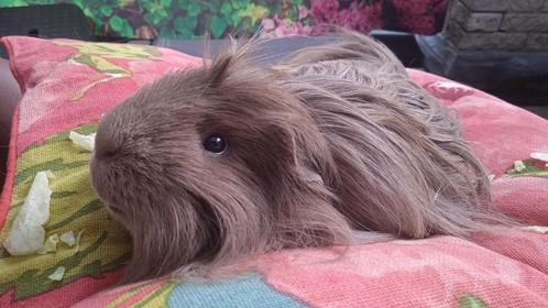 schattige cavia langharig, Dieren en Toebehoren, Knaagdieren, Mannelijk, Cavia, Juni, Tam