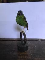 Opgezette vogel, Ophalen of Verzenden, Zo goed als nieuw, Vogel, Opgezet dier