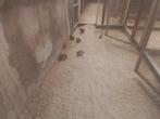 Chinese dwergkwartels, Dieren en Toebehoren, Vogels | Kanaries, Meerdere dieren, Zangkanarie