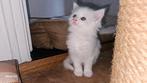 Te koop Maine Coon kittens, Dieren en Toebehoren, Katten en Kittens | Raskatten | Langhaar, Meerdere dieren, Ontwormd, 0 tot 2 jaar