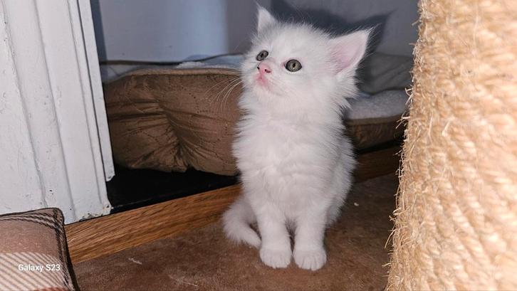 Te koop Maine Coon kittens, Dieren en Toebehoren, Katten en Kittens | Raskatten | Langhaar, Meerdere dieren, 0 tot 2 jaar, Ontwormd