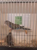 Bourks parkieten mannen, Dieren en Toebehoren, Vogels | Parkieten en Papegaaien, Mannelijk, Parkiet