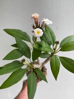 Plumeria, Frangipani, zeer fraaie plant vol knoppen, Nr. 4, Ophalen, Overige soorten, Minder dan 100 cm
