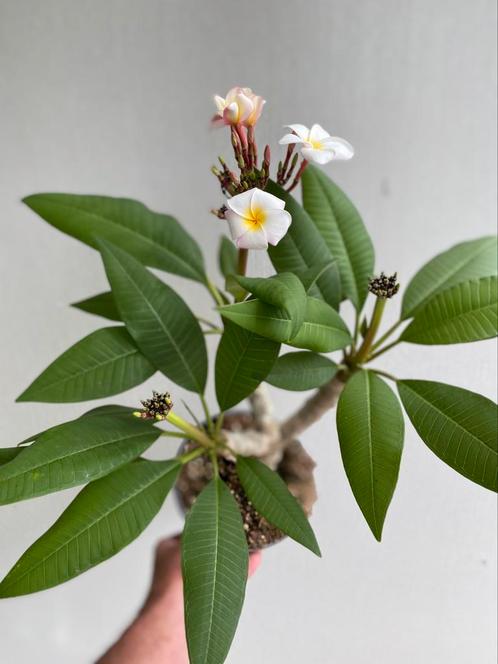 Plumeria, Frangipani, zeer fraaie plant vol knoppen, Nr. 4, Huis en Inrichting, Kamerplanten, Overige soorten, Minder dan 100 cm