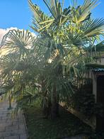 Palmboom 3-stammig - Zelf Uithalen, Tuin en Terras, Planten | Bomen, Ophalen of Verzenden, Zomer, Volle zon, Palmboom