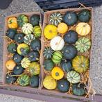 Kalebassen  doosje €7,50, Ophalen of Verzenden, Volle zon