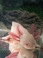 Te koop axolotl 8 maanden oud €60, Dieren en Toebehoren, Ophalen