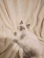 Mogen weg!Raszuivere Ragdoll kittens blue point/creme point!, Dieren en Toebehoren, Katten en Kittens | Raskatten | Langhaar, Meerdere dieren