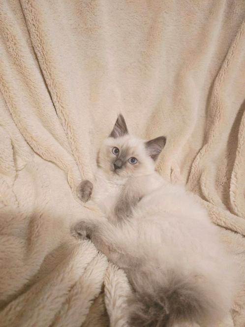 Mogen weg!Raszuivere Ragdoll kittens blue point/creme point!, Dieren en Toebehoren, Katten en Kittens | Raskatten | Langhaar, Meerdere dieren