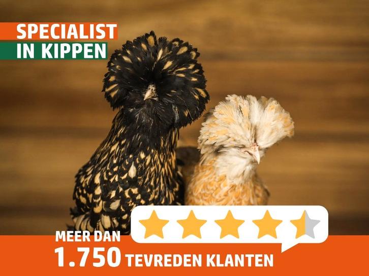 Tamme knuffel kippen | Kuifhoender krielen | Passend advies, Dieren en Toebehoren, Pluimvee, Kip, Meerdere dieren