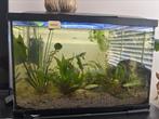 Superfish aquarium 60liter inlcusief licht, thermostaat, Dieren en Toebehoren, Vissen | Aquaria en Toebehoren, Ophalen, Zo goed als nieuw