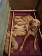 Mooie Vizsla pups, Dieren en Toebehoren, Parvo, Overige rassen, 8 tot 15 weken, Meerdere