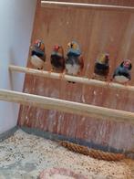 Zebravink mannen meerdere kleurslagen niet geringd, Mannelijk, Tropenvogel, Geringd