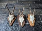 3 Mooie Ree geweien samen € 20 jacht hut mancave f68, Ophalen of Verzenden, Gebruikt, Hert, Gewei of Kop