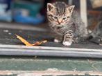 GERESERVEERD 5 kittens / jonge poesjes / jonge katten, Dieren en Toebehoren, Katten en Kittens | Overige Katten, Meerdere dieren