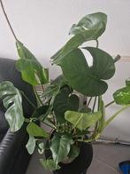 planten, Ophalen, Overige soorten