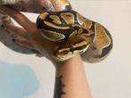 Koningspython ballpython beschikbaar, Slang