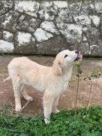 Gastgezinnen gezocht voor deze fijne pupjes, Dieren en Toebehoren, Honden | Niet-rashonden, Particulier, Rabiës (hondsdolheid)